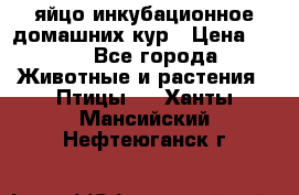 яйцо инкубационное домашних кур › Цена ­ 25 - Все города Животные и растения » Птицы   . Ханты-Мансийский,Нефтеюганск г.